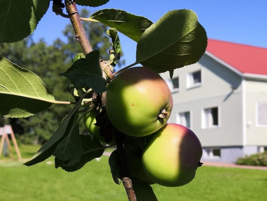 Kuva omenapuun oksasta, taustalla Kankaanpään A-kodin rakennus